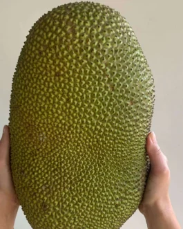 Fresh whole Jackfruit in a Box (1 count)