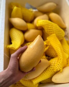 Indian Yellow Mango