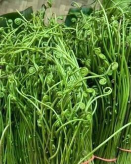 Stenochlaena/fern