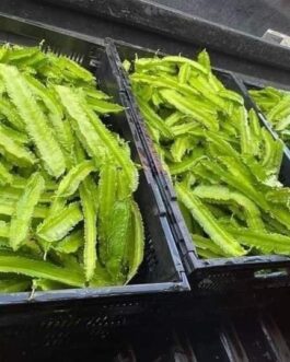 Winged bean