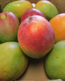Fresh mango fruit